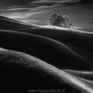 "Landscape with Trees" fot.Tomasz Grzyb